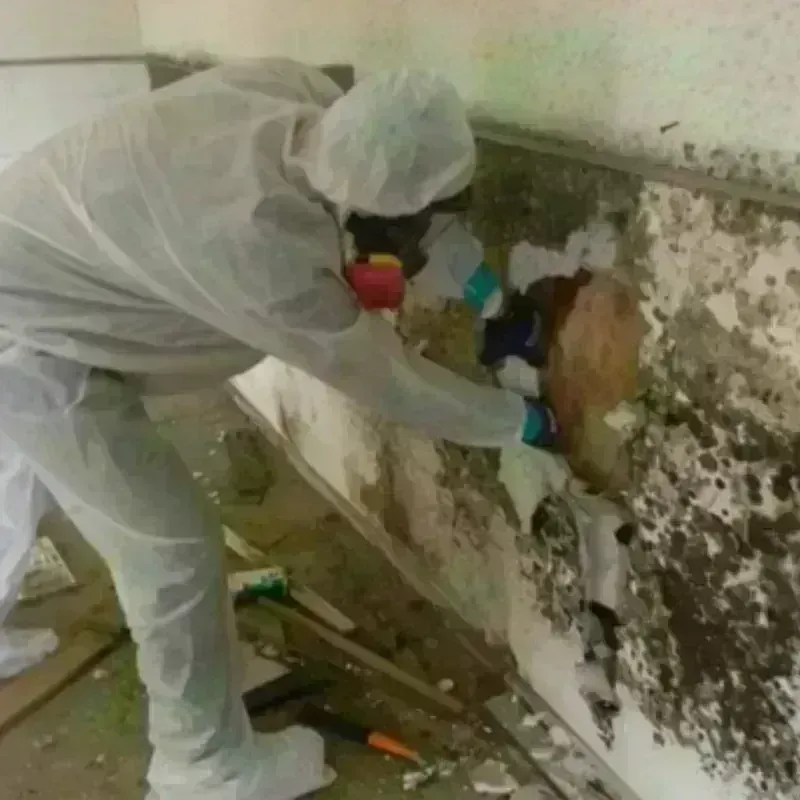 Mold Remediation and Removal in North Vacherie, LA